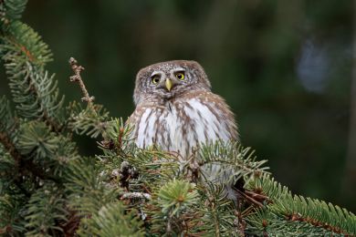 Kulíšek nejmenší (Glaucidium passerinum) Kulíšek nejmenší (Glaucidium passerinum)