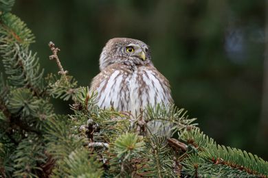 Kulíšek nejmenší (Glaucidium passerinum) Kulíšek nejmenší (Glaucidium passerinum)