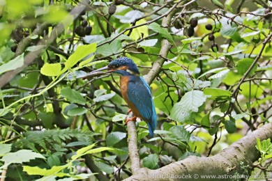 Led�&aacute;�ek �&iacute;�n&iacute; (Alcedo atthis)