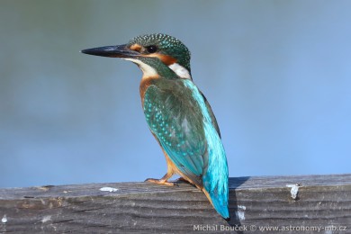 Led�&aacute;�ek �&iacute;�n&iacute; (Alcedo atthis)