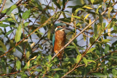 Led�&aacute;�ek �&iacute;�n&iacute; (Alcedo atthis)