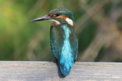 Led�&aacute;�ek �&iacute;�n&iacute; (Alcedo atthis)