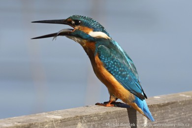 Led�&aacute;�ek �&iacute;�n&iacute; (Alcedo atthis)