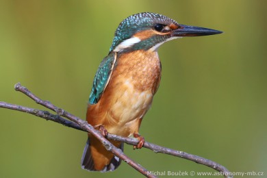 Led�&aacute;�ek �&iacute;�n&iacute; (Alcedo atthis)