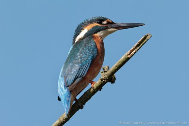 Led�&aacute;�ek �&iacute;�n&iacute; (Alcedo atthis)