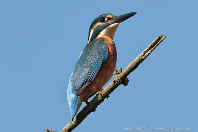 Led�&aacute;�ek �&iacute;�n&iacute; (Alcedo atthis)