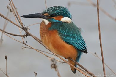 Led�&aacute;�ek �&iacute;�n&iacute; (Alcedo atthis)