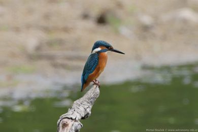 Led�&aacute;�ek �&iacute;�n&iacute; (Alcedo atthis)