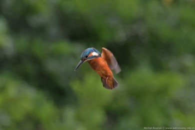 Led�&aacute;�ek �&iacute;�n&iacute; (Alcedo atthis)