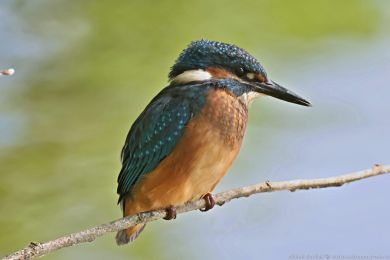 Led�&aacute;�ek �&iacute;�n&iacute; (Alcedo atthis)