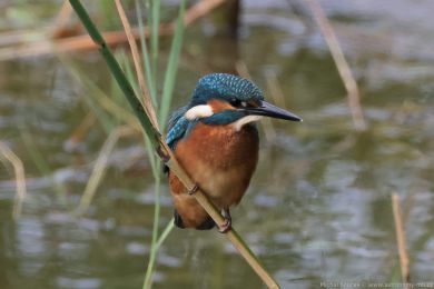 Led�&aacute;�ek �&iacute;�n&iacute; (Alcedo atthis)