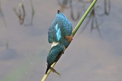 Led�&aacute;�ek �&iacute;�n&iacute; (Alcedo atthis)
