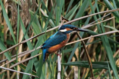 Led�&aacute;�ek �&iacute;�n&iacute; (Alcedo atthis)