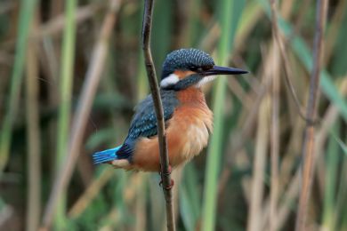 Led�&aacute;�ek �&iacute;�n&iacute; (Alcedo atthis)