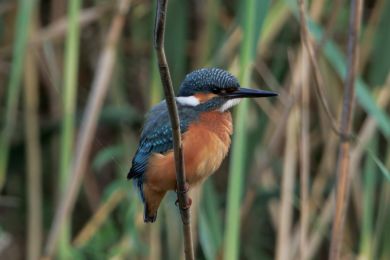 Led�&aacute;�ek �&iacute;�n&iacute; (Alcedo atthis)