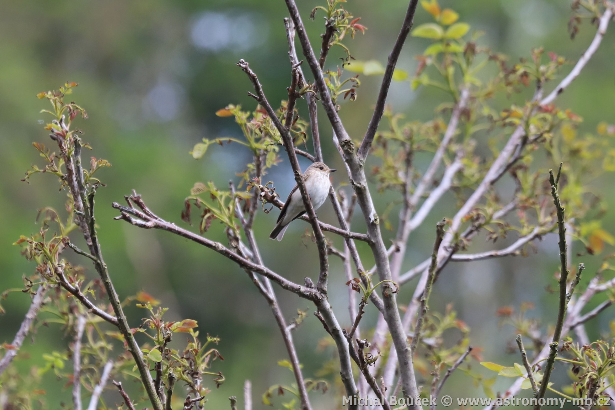 Lejsek šedý (Muscicapa striata)
