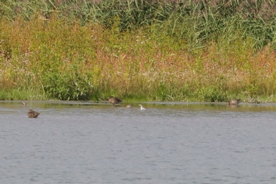 Lyskonoh &uacute;zkozob&yacute; (Phalaropus lobatus)
