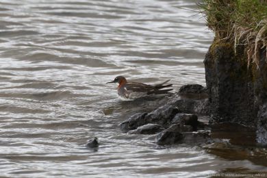Lyskonoh &uacute;zkozob&yacute; (Phalaropus lobatus)
