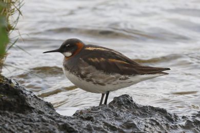 Lyskonoh &uacute;zkozob&yacute; (Phalaropus lobatus)