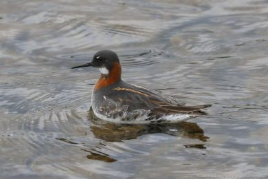Lyskonoh &uacute;zkozob&yacute; (Phalaropus lobatus)