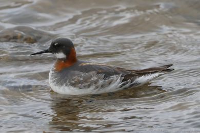 Lyskonoh &uacute;zkozob&yacute; (Phalaropus lobatus)