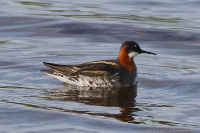 Lyskonoh &uacute;zkozob&yacute; (Phalaropus lobatus)