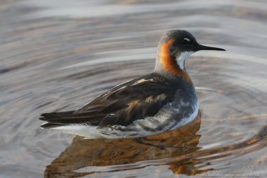 Lyskonoh &uacute;zkozob&yacute; (Phalaropus lobatus)