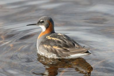 Lyskonoh &uacute;zkozob&yacute; (Phalaropus lobatus)