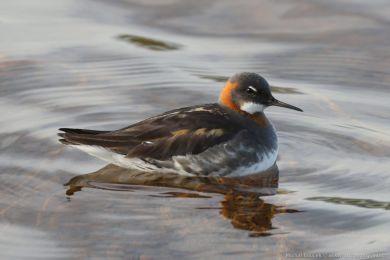 Lyskonoh &uacute;zkozob&yacute; (Phalaropus lobatus)