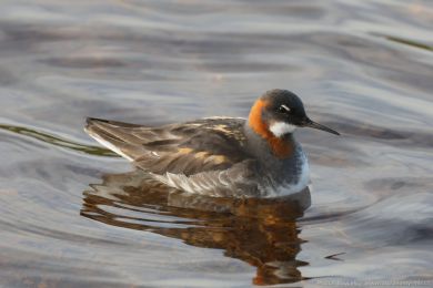 Lyskonoh &uacute;zkozob&yacute; (Phalaropus lobatus)