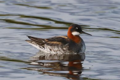 Lyskonoh &uacute;zkozob&yacute; (Phalaropus lobatus)