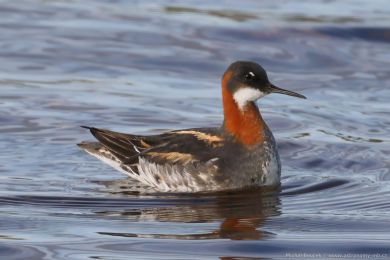 Lyskonoh &uacute;zkozob&yacute; (Phalaropus lobatus)