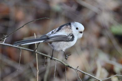 Mlyna�&iacute;k dlouhoocas&yacute; (Aegithalos caudatus)