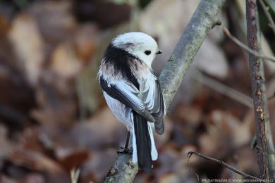 Mlyna�&iacute;k dlouhoocas&yacute; (Aegithalos caudatus)