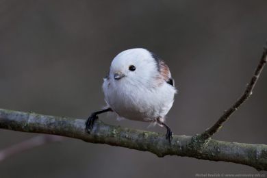 Mlyna�&iacute;k dlouhoocas&yacute; (Aegithalos caudatus)