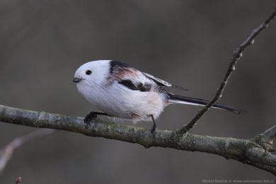 Mlyna�&iacute;k dlouhoocas&yacute; (Aegithalos caudatus)