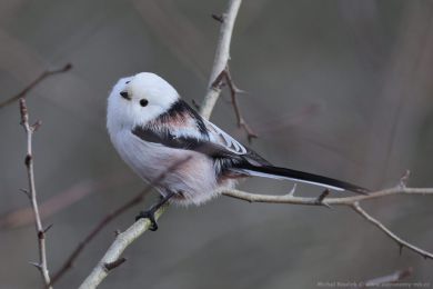 Mlyna�&iacute;k dlouhoocas&yacute; (Aegithalos caudatus)