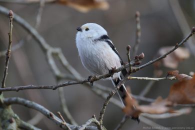 Mlyna�&iacute;k dlouhoocas&yacute; (Aegithalos caudatus)