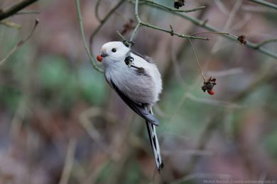 Mlyna�&iacute;k dlouhoocas&yacute; (Aegithalos caudatus)