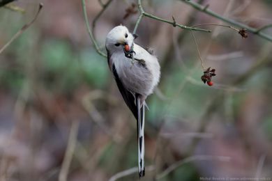Mlyna�&iacute;k dlouhoocas&yacute; (Aegithalos caudatus)