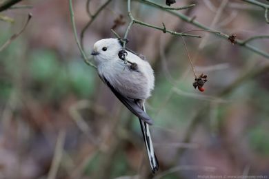 Mlyna�&iacute;k dlouhoocas&yacute; (Aegithalos caudatus)