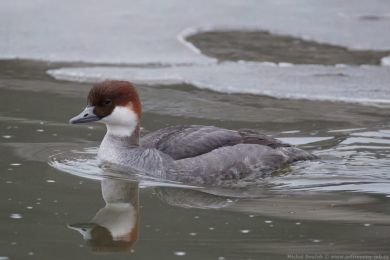Mor�&aacute;k mal&yacute; (Mergus albellus)