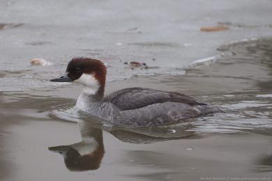 Mor�&aacute;k mal&yacute; (Mergus albellus)