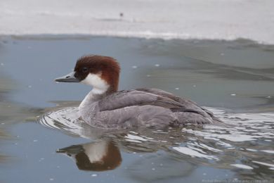 Mor�&aacute;k mal&yacute; (Mergus albellus)