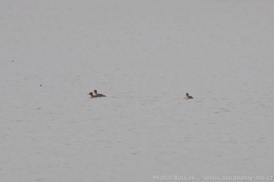 Morčák prostřední (Mergus serrator) Morčák prostřední (Mergus serrator)