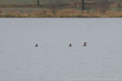 Morčák prostřední (Mergus serrator) Morčák prostřední (Mergus serrator)