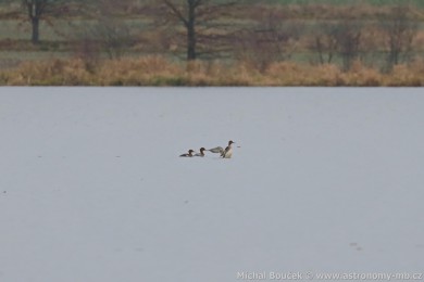 Morčák prostřední (Mergus serrator) Morčák prostřední (Mergus serrator)