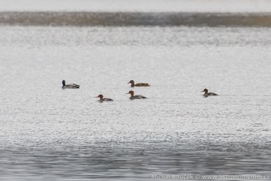 Morčák prostřední (Mergus serrator) Morčák prostřední (Mergus serrator)
