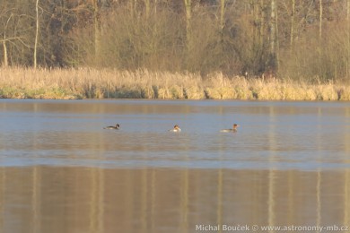 Morčák prostřední (Mergus serrator) Morčák prostřední (Mergus serrator)
