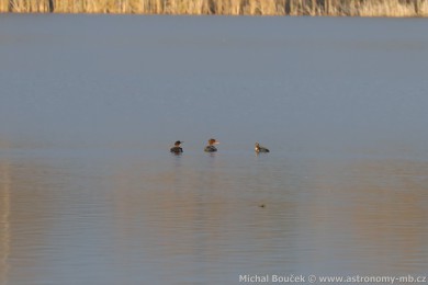 Morčák prostřední (Mergus serrator) Morčák prostřední (Mergus serrator)